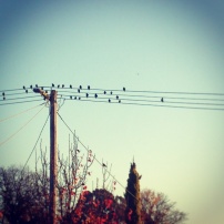 Birds on the Wire I 2015